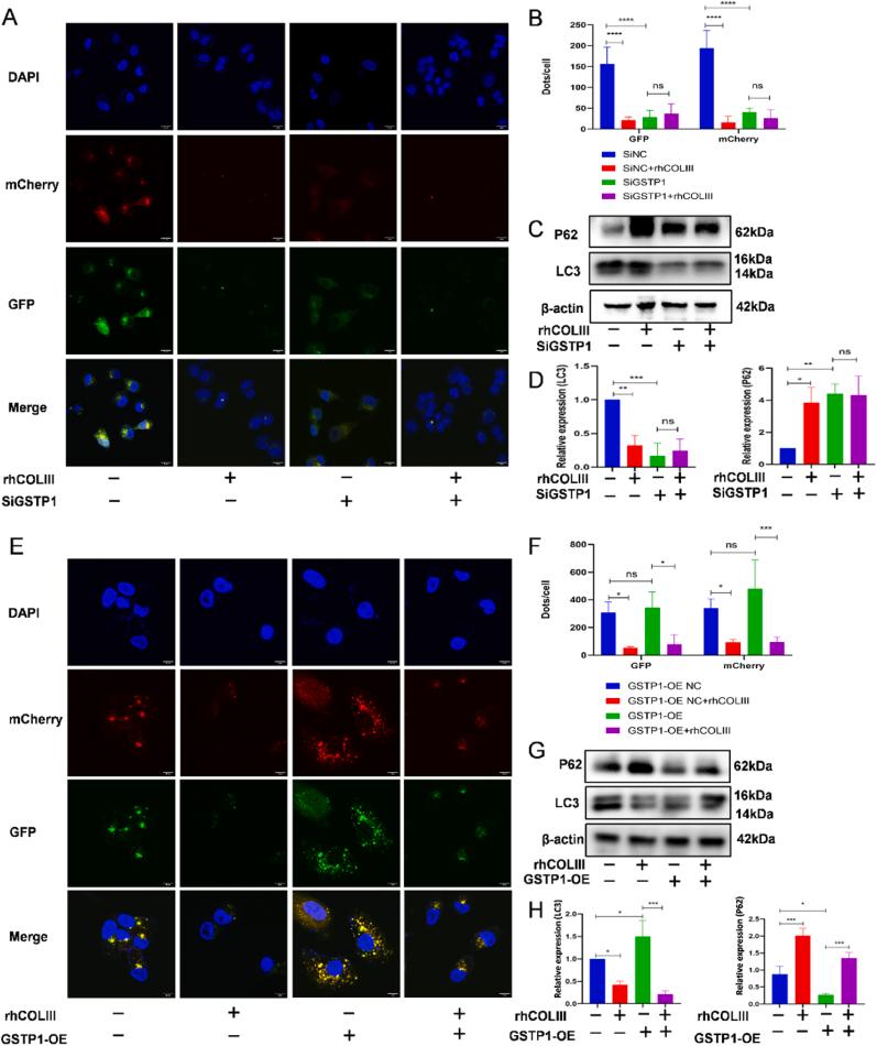 https://cdn.ncbi.nlm.nih.gov/pmc/blobs/3f6f/11405829/b11cbb4208f4/gr6.jpg
