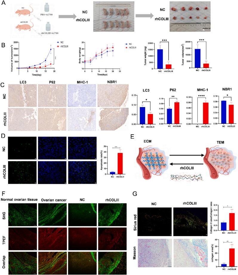 https://cdn.ncbi.nlm.nih.gov/pmc/blobs/3f6f/11405829/ed0f74a8b56d/gr7.jpg