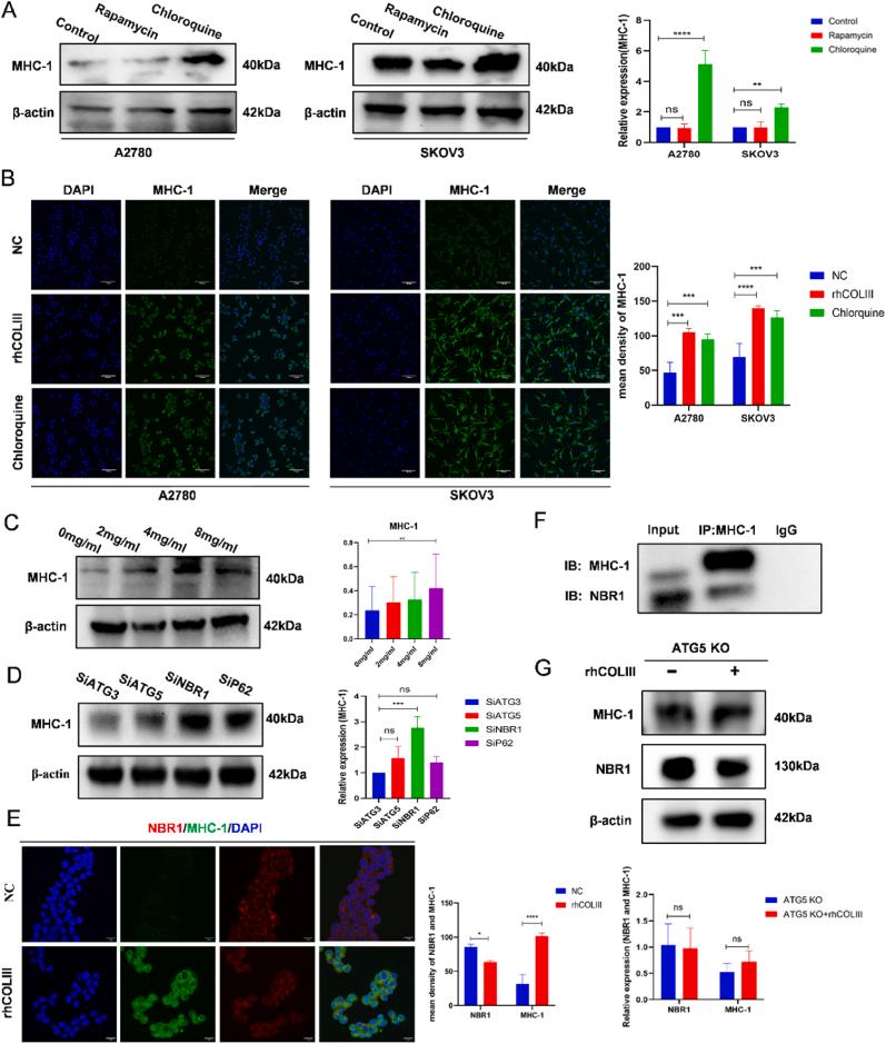 https://cdn.ncbi.nlm.nih.gov/pmc/blobs/3f6f/11405829/ee0b3f950abc/gr3.jpg