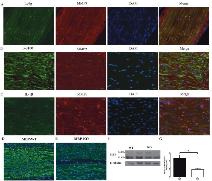 https://cdn.ncbi.nlm.nih.gov/pmc/blobs/3f6f/7350866/7b36592453e9/turkjmedsci-49-412-fig007.jpg