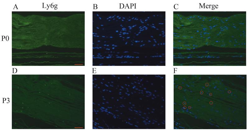 https://cdn.ncbi.nlm.nih.gov/pmc/blobs/3f6f/7350866/964ad31a1147/turkjmedsci-49-412-fig002.jpg