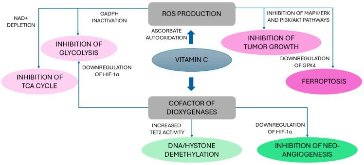 https://cdn.ncbi.nlm.nih.gov/pmc/blobs/3f70/11505632/e19b6665d6bf/antioxidants-13-01242-g004.jpg