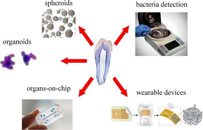 https://cdn.ncbi.nlm.nih.gov/pmc/blobs/3f70/6092501/014ee2578917/fphys-09-01102-g004.jpg