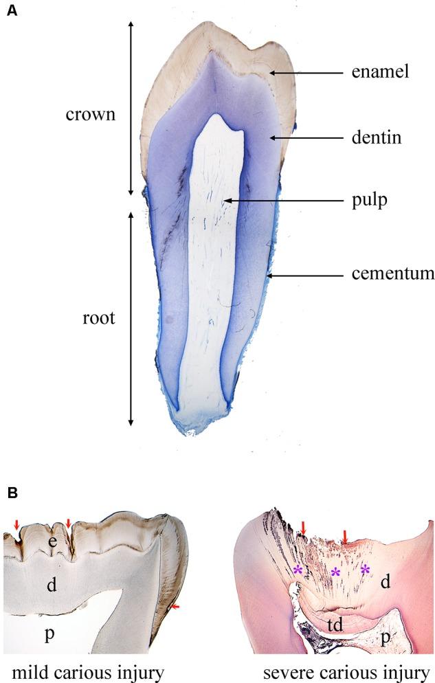 https://cdn.ncbi.nlm.nih.gov/pmc/blobs/3f70/6092501/2f00d22ab692/fphys-09-01102-g001.jpg