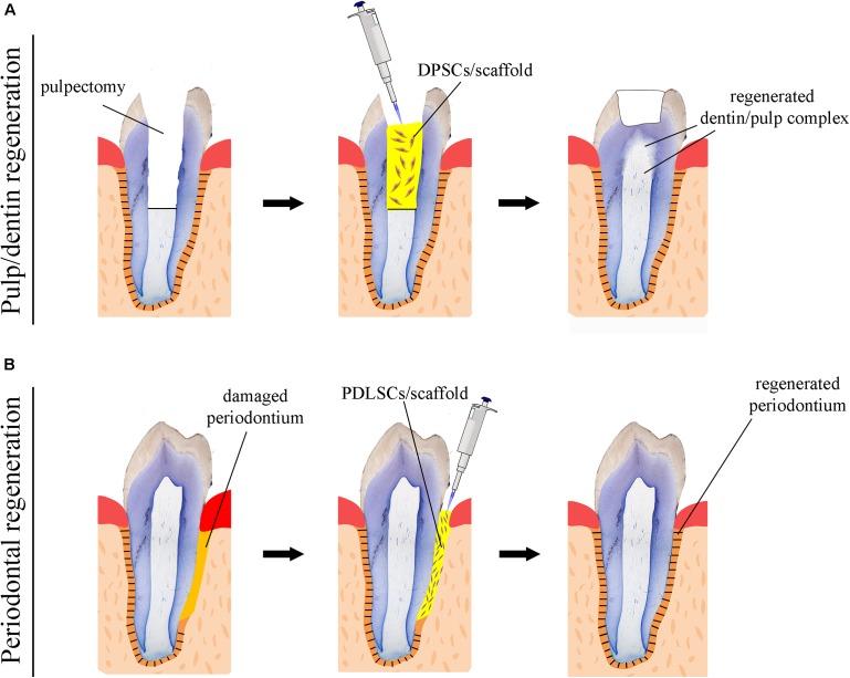 https://cdn.ncbi.nlm.nih.gov/pmc/blobs/3f70/6092501/c779d30fef8b/fphys-09-01102-g002.jpg