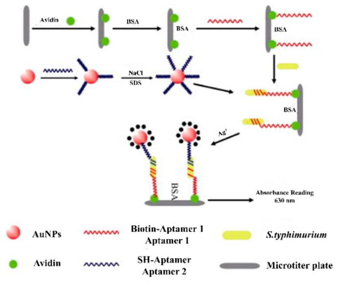 https://cdn.ncbi.nlm.nih.gov/pmc/blobs/3f73/9221498/4127466fc40a/biosensors-12-00365-g002.jpg