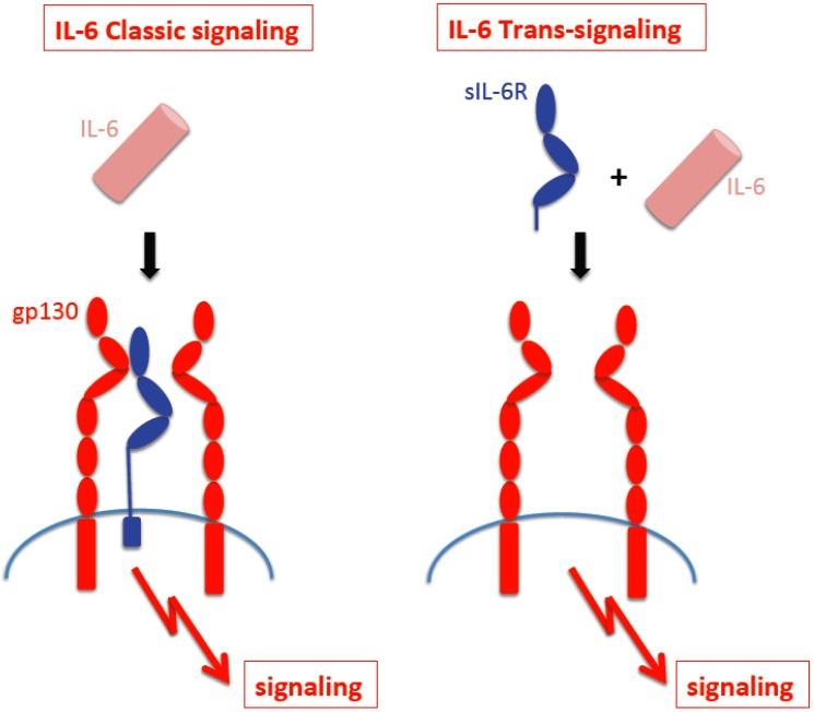 https://cdn.ncbi.nlm.nih.gov/pmc/blobs/3f75/3491447/c259fe341345/ijbsv08p1237g01.jpg