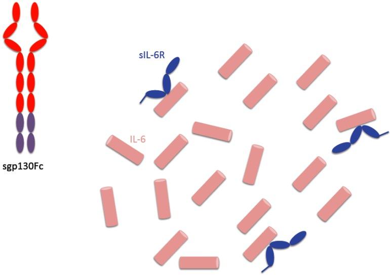 https://cdn.ncbi.nlm.nih.gov/pmc/blobs/3f75/3491447/ea835c599e9c/ijbsv08p1237g05.jpg