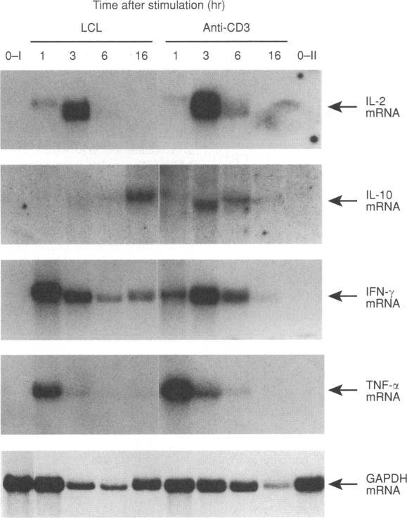 https://cdn.ncbi.nlm.nih.gov/pmc/blobs/3f76/1364083/f19248c59d9c/immunology00047-0048-a.jpg