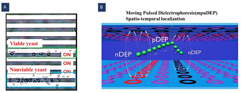 https://cdn.ncbi.nlm.nih.gov/pmc/blobs/3f77/9313092/4d8a98a34ca8/biosensors-12-00510-g010.jpg