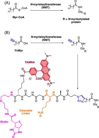 https://cdn.ncbi.nlm.nih.gov/pmc/blobs/3f7b/10947479/d3b03a6bec14/MED-43-2303-g020.jpg