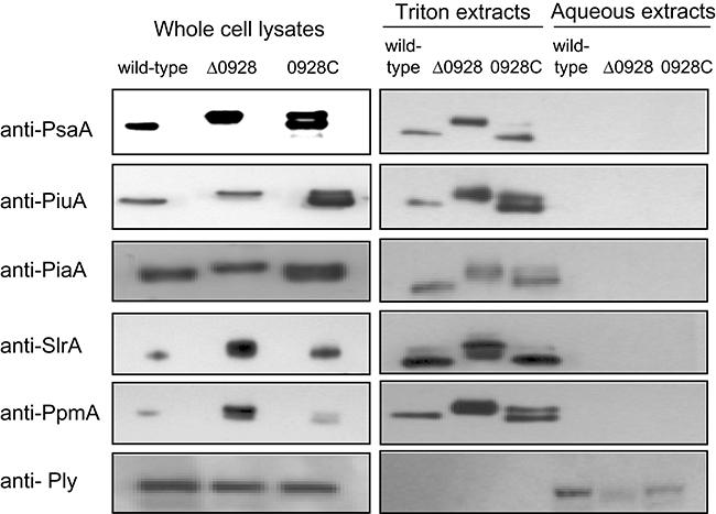 https://cdn.ncbi.nlm.nih.gov/pmc/blobs/3f7d/2228790/170f603eaf9f/mmi0067-0541-f3.jpg