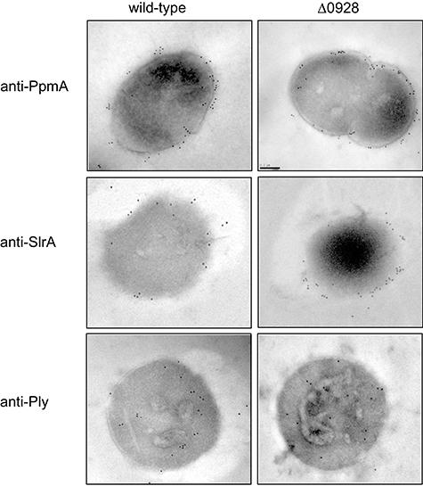 https://cdn.ncbi.nlm.nih.gov/pmc/blobs/3f7d/2228790/bff433b2a2fc/mmi0067-0541-f5.jpg