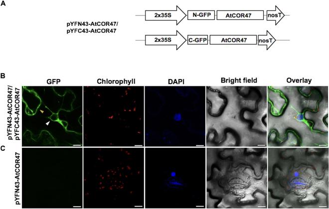 https://cdn.ncbi.nlm.nih.gov/pmc/blobs/3f83/5719087/0f1d7bf4fcbd/41598_2017_15986_Fig1_HTML.jpg