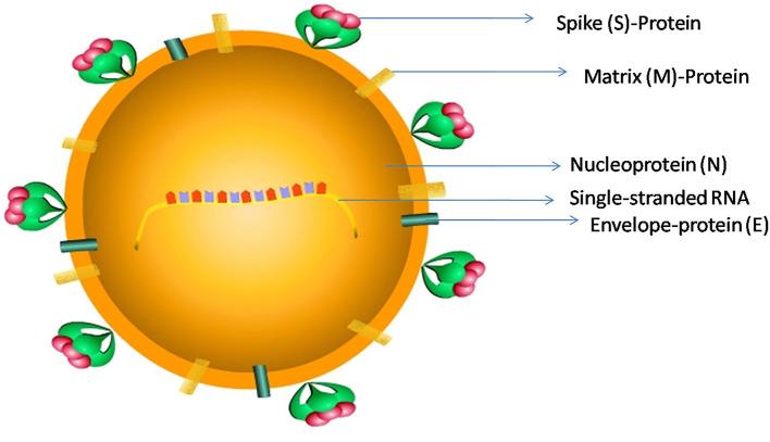 https://cdn.ncbi.nlm.nih.gov/pmc/blobs/3f85/7531039/9cb3f382a07c/fimmu-11-552925-g0001.jpg