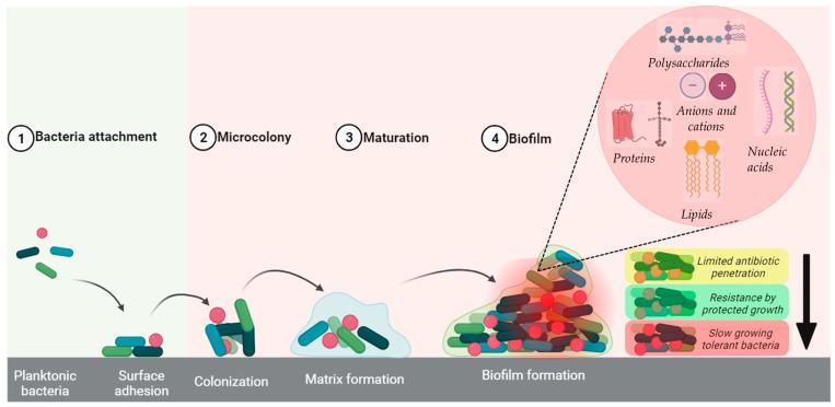 https://cdn.ncbi.nlm.nih.gov/pmc/blobs/3f88/10935003/f0473a3971dd/molecules-29-01172-g001.jpg