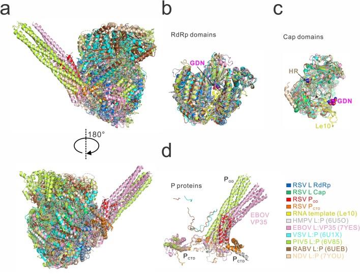 https://cdn.ncbi.nlm.nih.gov/pmc/blobs/3f89/10794133/09c6b5253408/41586_2023_6867_Fig12_ESM.jpg
