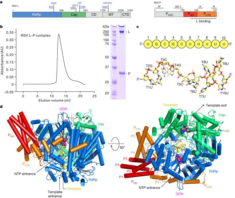 https://cdn.ncbi.nlm.nih.gov/pmc/blobs/3f89/10794133/90e124dfac7f/41586_2023_6867_Fig1_HTML.jpg