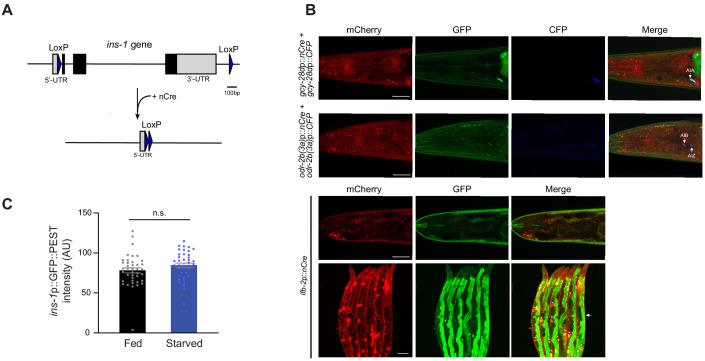 https://cdn.ncbi.nlm.nih.gov/pmc/blobs/3f8b/7644224/f8d88e367a51/elife-61167-fig4-figsupp1.jpg