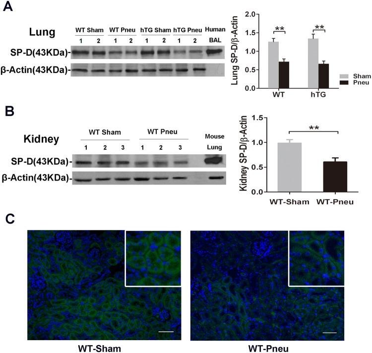 https://cdn.ncbi.nlm.nih.gov/pmc/blobs/3f91/6193952/8f9f34ea8ae1/41598_2018_33828_Fig2_HTML.jpg