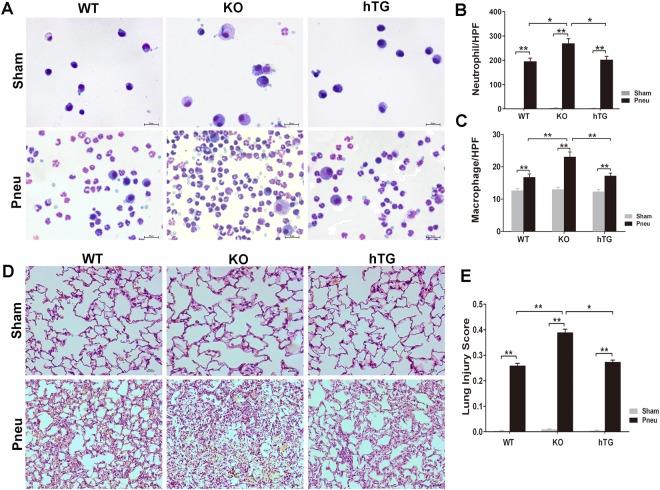 https://cdn.ncbi.nlm.nih.gov/pmc/blobs/3f91/6193952/ceb3b20d0854/41598_2018_33828_Fig4_HTML.jpg