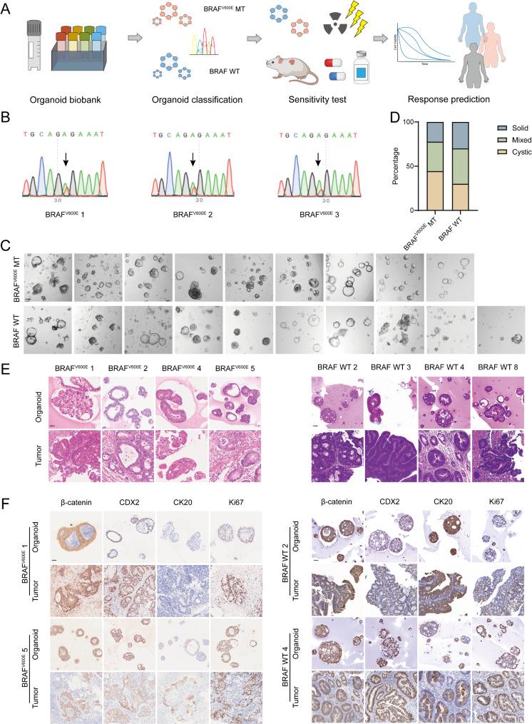 https://cdn.ncbi.nlm.nih.gov/pmc/blobs/3f94/11895145/8c5c063da6a3/13046_2025_3349_Fig2_HTML.jpg