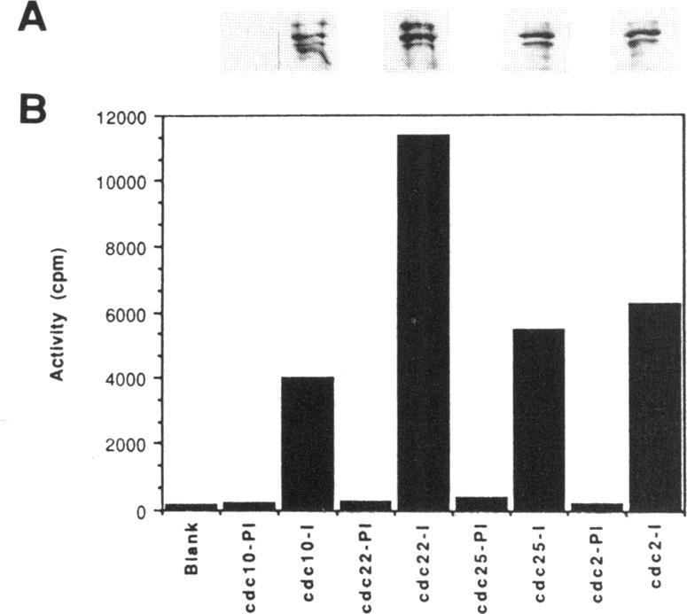 https://cdn.ncbi.nlm.nih.gov/pmc/blobs/3f96/300911/1d0c16a8096d/mbc00096-0024-a.jpg