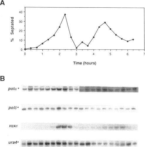 https://cdn.ncbi.nlm.nih.gov/pmc/blobs/3f96/300911/cce355f01280/mbc00096-0021-a.jpg