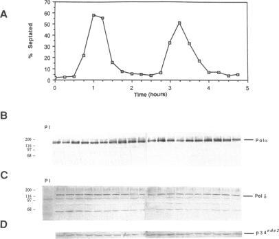 https://cdn.ncbi.nlm.nih.gov/pmc/blobs/3f96/300911/e44f1d720172/mbc00096-0023-a.jpg