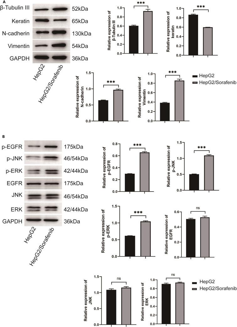 https://cdn.ncbi.nlm.nih.gov/pmc/blobs/3f98/12144613/11f875ec1f62/OncolRes-33-60407-f002.jpg