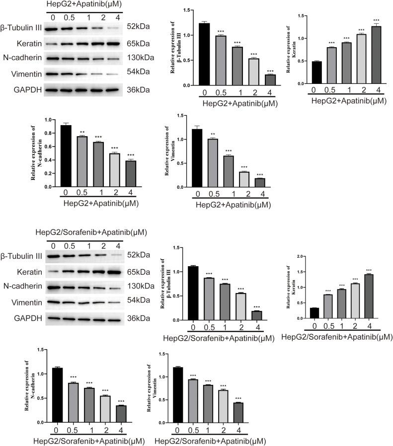 https://cdn.ncbi.nlm.nih.gov/pmc/blobs/3f98/12144613/5ad862ba84d2/OncolRes-33-60407-f005.jpg