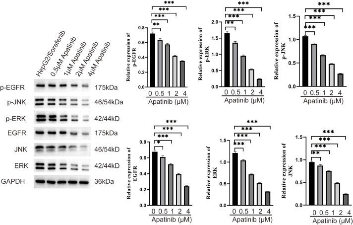 https://cdn.ncbi.nlm.nih.gov/pmc/blobs/3f98/12144613/af8812814eab/OncolRes-33-60407-f006.jpg