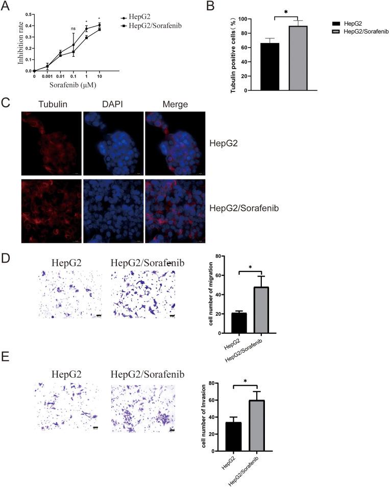 https://cdn.ncbi.nlm.nih.gov/pmc/blobs/3f98/12144613/f7e9a1fdffed/OncolRes-33-60407-f001.jpg