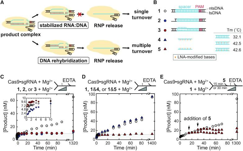 https://cdn.ncbi.nlm.nih.gov/pmc/blobs/3f9b/10164561/091e7b1e62b8/gkad233fig4.jpg