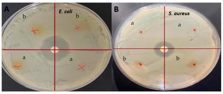 https://cdn.ncbi.nlm.nih.gov/pmc/blobs/3f9d/10375969/64467da38c8e/antioxidants-12-01387-g006.jpg