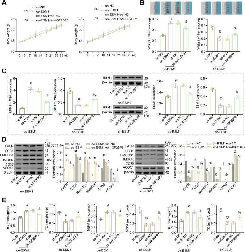 https://cdn.ncbi.nlm.nih.gov/pmc/blobs/3f9d/12003649/082444e690bb/41419_2025_7571_Fig7_HTML.jpg
