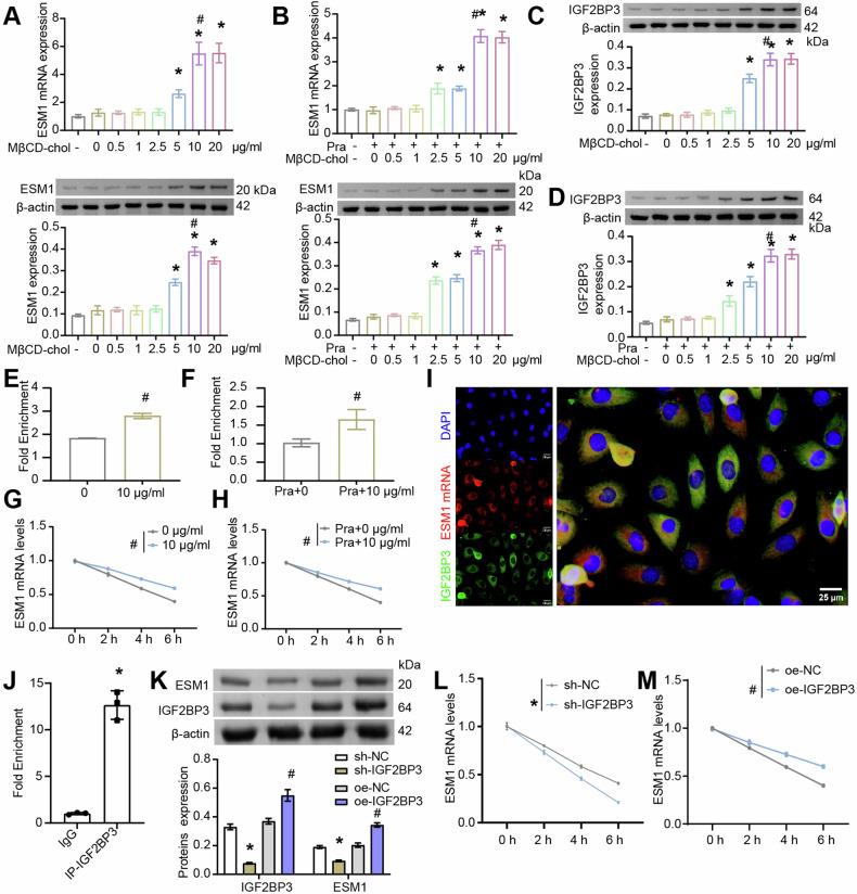 https://cdn.ncbi.nlm.nih.gov/pmc/blobs/3f9d/12003649/4b80f7aceac1/41419_2025_7571_Fig6_HTML.jpg