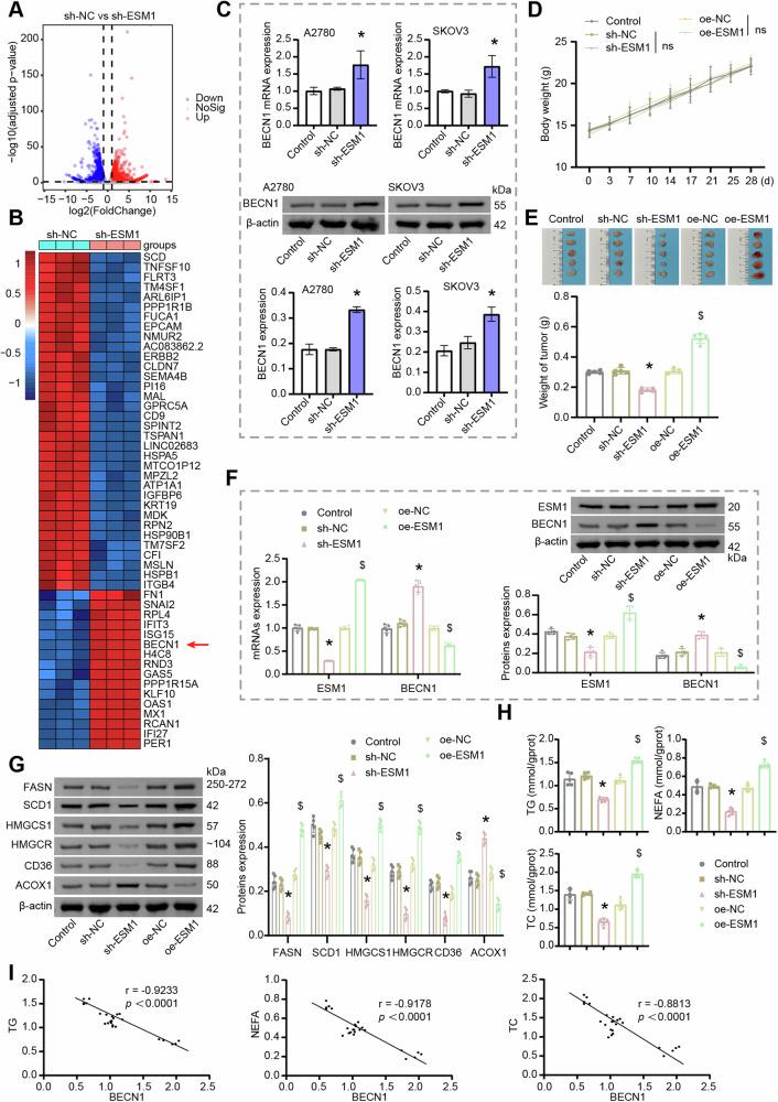 https://cdn.ncbi.nlm.nih.gov/pmc/blobs/3f9d/12003649/6bf50c923d11/41419_2025_7571_Fig2_HTML.jpg