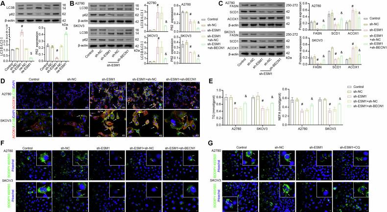https://cdn.ncbi.nlm.nih.gov/pmc/blobs/3f9d/12003649/7e33fc634e76/41419_2025_7571_Fig4_HTML.jpg