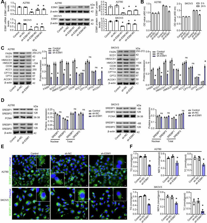 https://cdn.ncbi.nlm.nih.gov/pmc/blobs/3f9d/12003649/dc235eafb9f7/41419_2025_7571_Fig1_HTML.jpg