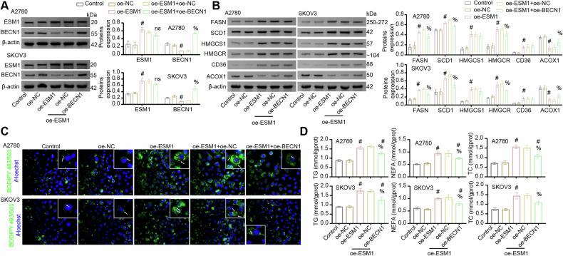 https://cdn.ncbi.nlm.nih.gov/pmc/blobs/3f9d/12003649/dd3bc6d6511c/41419_2025_7571_Fig3_HTML.jpg
