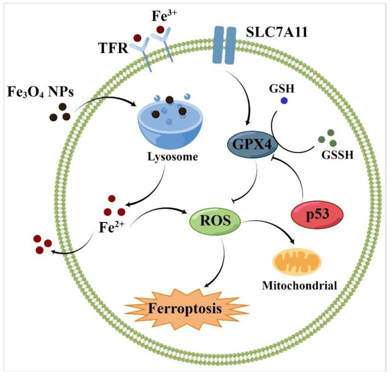 https://cdn.ncbi.nlm.nih.gov/pmc/blobs/3f9f/10254382/468ec13fa081/molecules-28-04562-g002.jpg