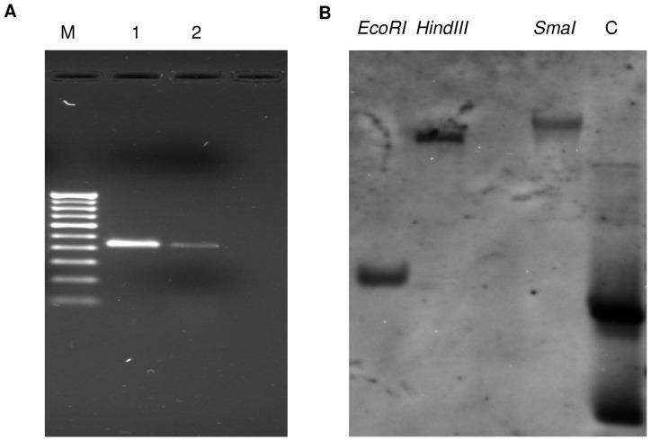 https://cdn.ncbi.nlm.nih.gov/pmc/blobs/3fa1/4084957/5abc21ff87a2/pone.0101926.g001.jpg