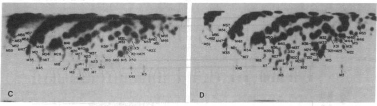 https://cdn.ncbi.nlm.nih.gov/pmc/blobs/3fa3/397058/3a3d2627ddb1/pnas00342-0210-b.jpg