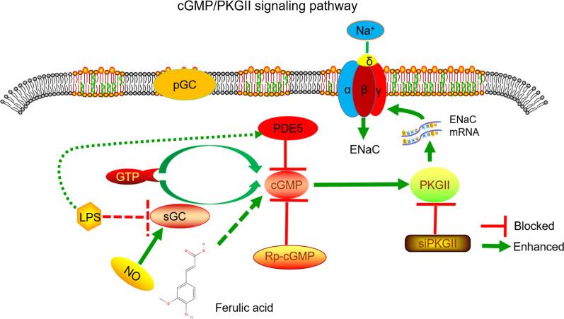 https://cdn.ncbi.nlm.nih.gov/pmc/blobs/3fa4/8642995/721e77d708f5/12931_2021_1897_Fig7_HTML.jpg