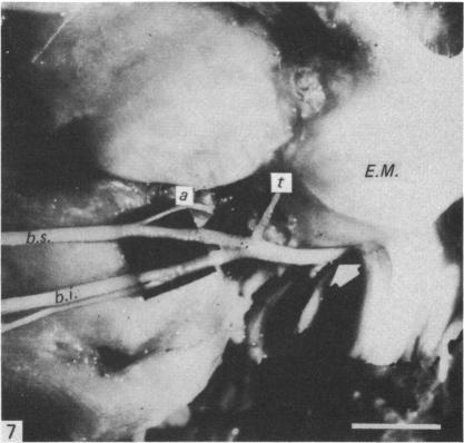 https://cdn.ncbi.nlm.nih.gov/pmc/blobs/3fa5/1166371/7c81707fc1e9/janat00191-0183-b.jpg