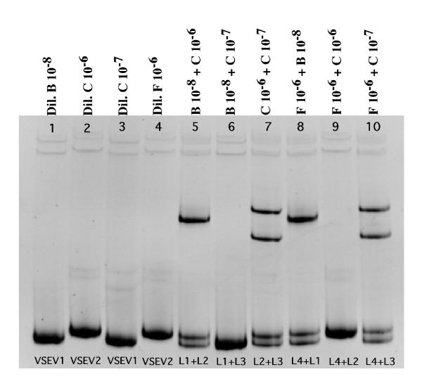 https://cdn.ncbi.nlm.nih.gov/pmc/blobs/3fa6/552328/f4eb13f54d2c/1743-422X-2-11-2.jpg