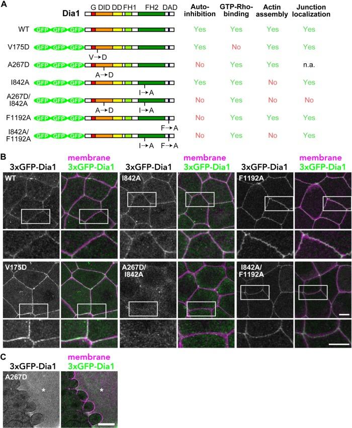 https://cdn.ncbi.nlm.nih.gov/pmc/blobs/3fa6/6337911/03a7c39cabd0/mbc-30-82-g004.jpg
