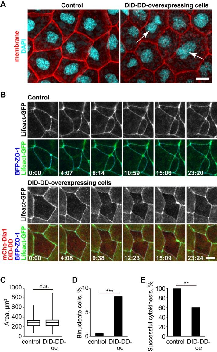 https://cdn.ncbi.nlm.nih.gov/pmc/blobs/3fa6/6337911/519c4bda9b49/mbc-30-82-g008.jpg