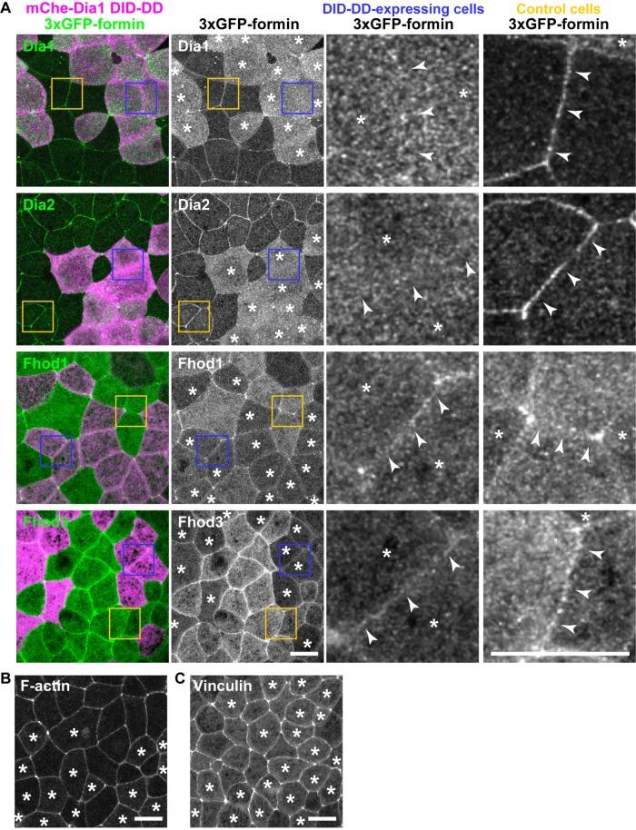 https://cdn.ncbi.nlm.nih.gov/pmc/blobs/3fa6/6337911/df378cd57c2d/mbc-30-82-g006.jpg